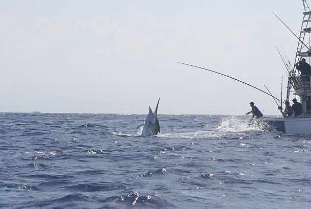 Lady battles giant marlin into the night